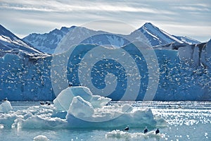 Kittiwakes at Monaco Glacier in Svalbard