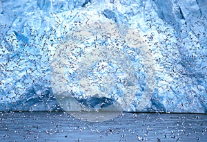 Kittiwakes at Monaco Glacier, Svalbard