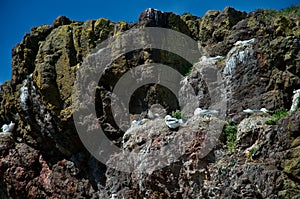 Kittiwakes nests on the rocks