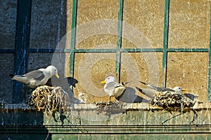 Kittiwakes, Newcastle, England