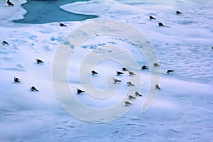 Kittiwakes are one of few bird species that fly to North pole