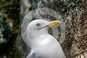 Kittiwakes - portrait of Seagull