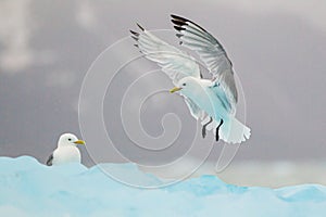 Kittiwakes resting on the floating glacial ice in the Arctic
