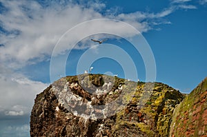 Kittiwakes on the rock