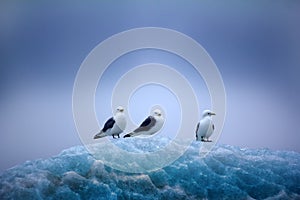 Kittiwakes sitting on top of lace ice