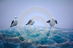 Kittiwakes sitting on top of lace ice