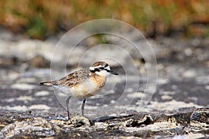Kittlitz's Plover