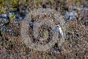 Kittlitz`s plover on the beach, West Coast National Park near Langebaan