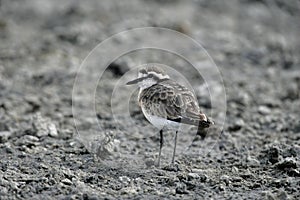 Kittlitz's plover, Charadrius pecuarius