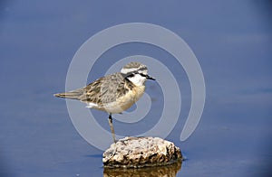 Kittlitz`s Plover, charadrius pecuarius, Adult standing on Stone, Kenya