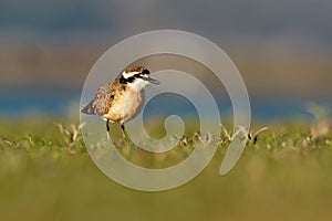 Kittlitzs Plover - Charadrius pecuarius small shorebird in Charadriidae, breeds near coastal and inland saltmarshes, riverbanks or