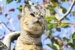 A kitty on the apple tree