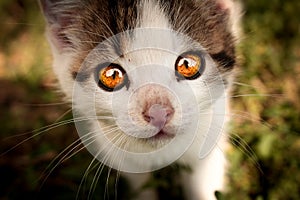 Kitty with awesome eyes