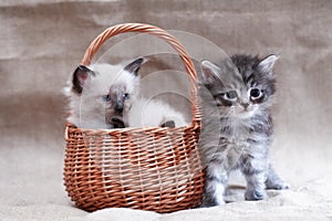 Kitty In Basket