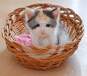 Kitty in a basket