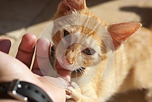 Kitty bitting finger