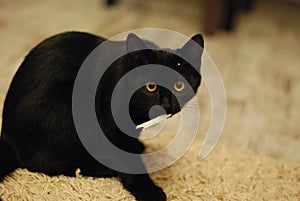 Kitty black photo