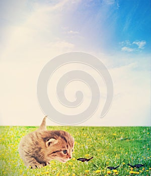 Kitty butterfly catches