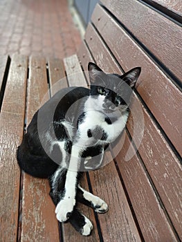 Kitty cat chilling out