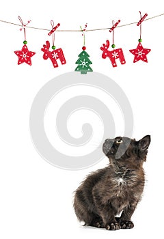Kitty cat christmas