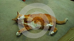 Kitty cat clawing upside down photo