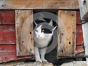 kitty cat close up, looking out of old barn