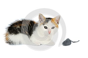 Kitty Cat With Mouse Toy