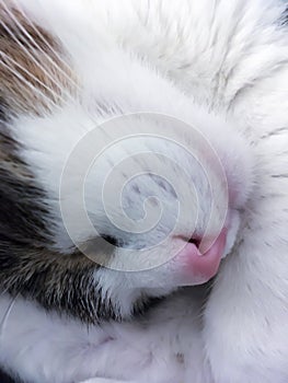 Kitty Cat Sleeping. Extreme Close Up