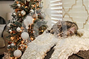 Kitty cat is sleeping in front of Christmas tree