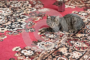 Kitty caught a little gray mouse, on the carpet