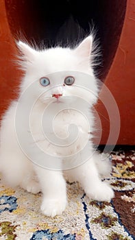 Kitty with different eyes color