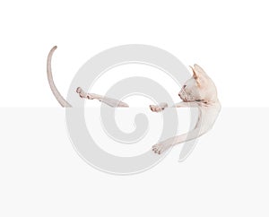 Kitty don sphynx. Hairless cat with paper banner isolated on white background