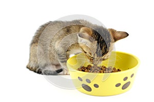 Kitty eating dry food