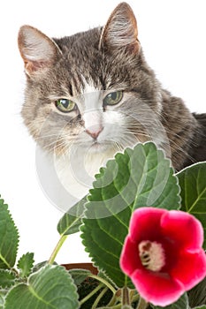 Kitty and flower