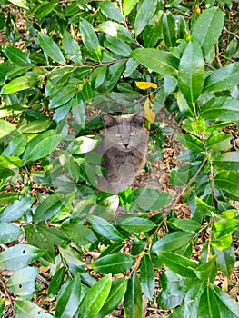 Kitty girl ventures outside green shrubs