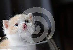 Kitty in glass