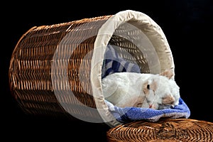 Kitty in the Hamper