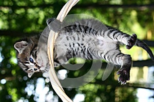 Kitty hang on photo