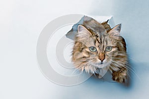 Kitty in hole of paper, beautiful cat looking through torn paper wall. Copy space for text banner background postcard