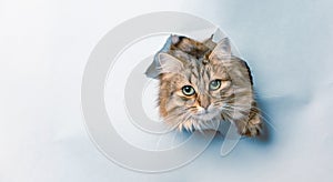 Kitty in hole of paper, beautiful cat looking through torn paper wall. Copy space for text banner background postcard. Veterinary