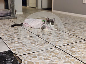 Kitty laying on the floor in a onesie
