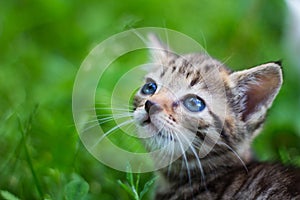 Kitty looking up in front of grass