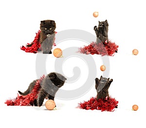 Kitty play with Christmas decorations
