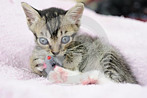 Kitty playing with mouse toy