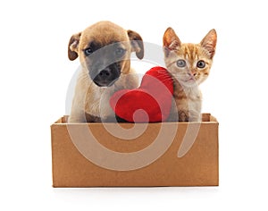 Kitty and puppy in the box.