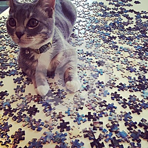 Kitty puzzle
