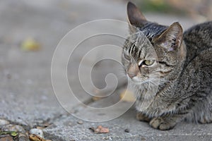 Kitty resting on garden asphalt track
