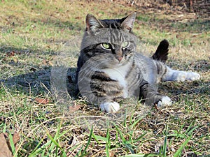 Kitty resting after play.