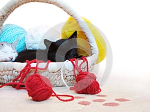 Kitty sleeping in the basket with yarn