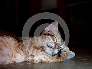 Kitty Sleeping Face on Its Leg